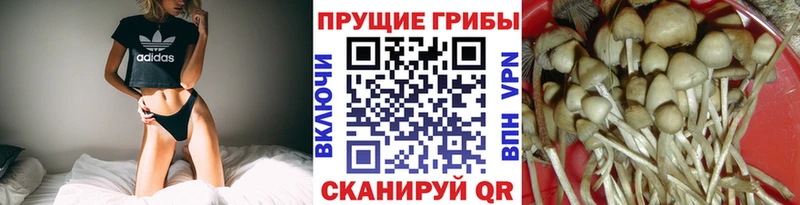KRAKEN зеркало  Заволжск  Псилоцибиновые грибы Cubensis 